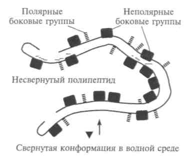 Молекулярно-генетический уровень организации живой материи. Строение и структура макромолекул белков - student2.ru