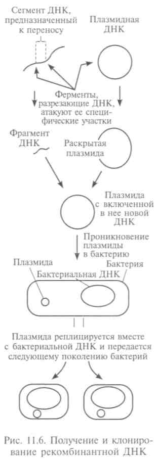 Молекулярные механизмы генетической репродукции, синтеза белка и изменчивости - student2.ru