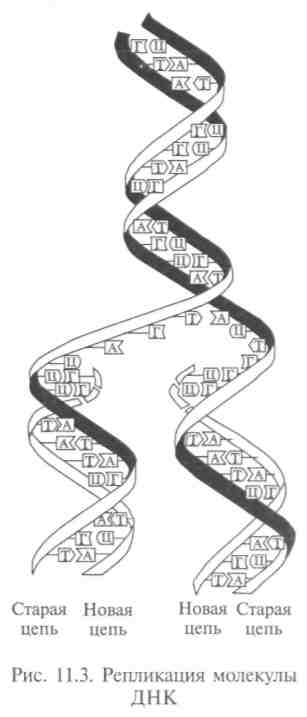 Молекулярные механизмы генетической репродукции, синтеза белка и изменчивости - student2.ru