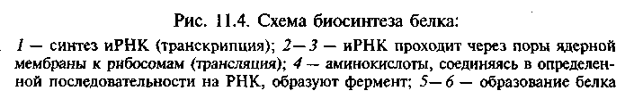 Молекулярные механизмы генетической репродукции, синтеза белка и изменчивости - student2.ru