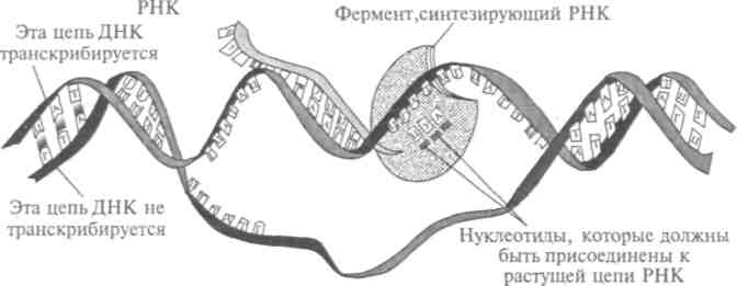 Молекулярные механизмы генетической репродукции, синтеза белка и изменчивости - student2.ru