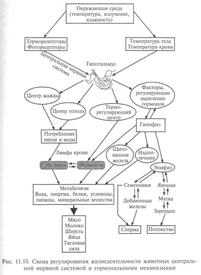 Молекулярные основы воспроизведения генетической информации и осуществления связи между клетками - student2.ru