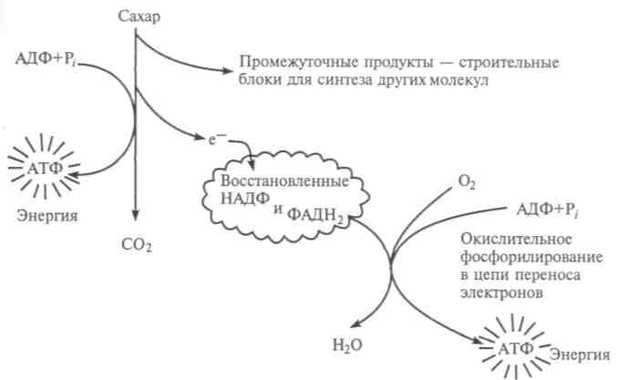 Молекулярный механизм процессов обмена веществ и энергии - student2.ru