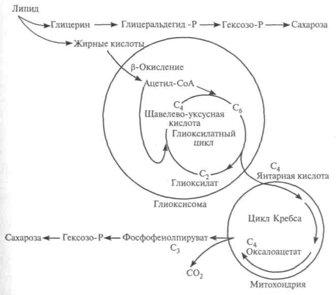 Молекулярный механизм процессов обмена веществ и энергии - student2.ru