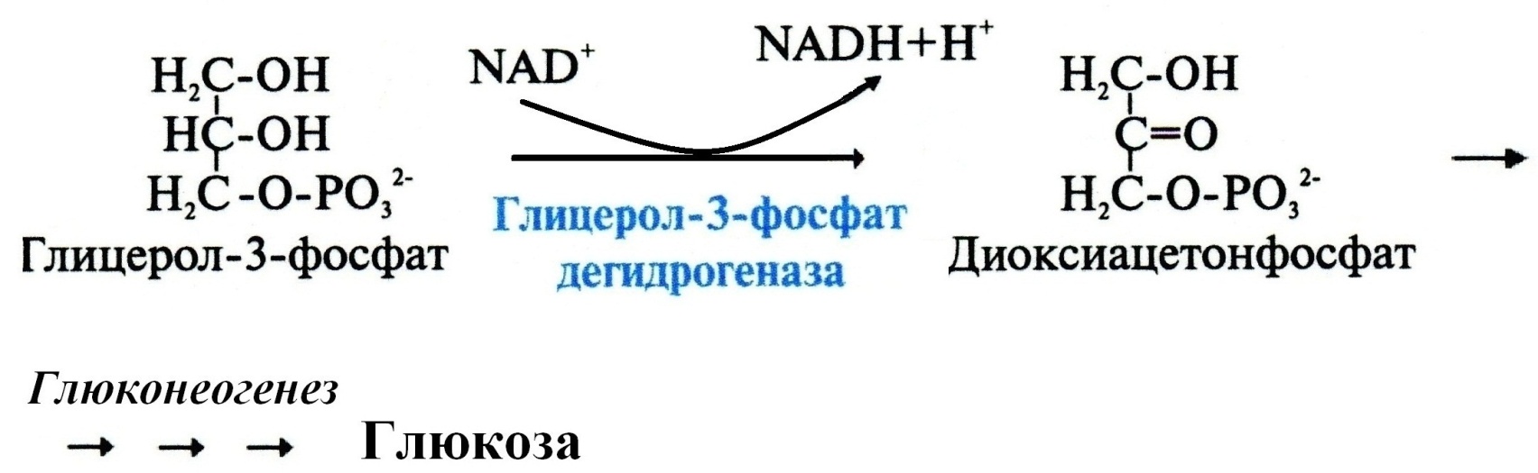 Образование комплекса Ацильного остатка с карнитином катализирует фермент: Карнитинацилтрансфераза I - student2.ru