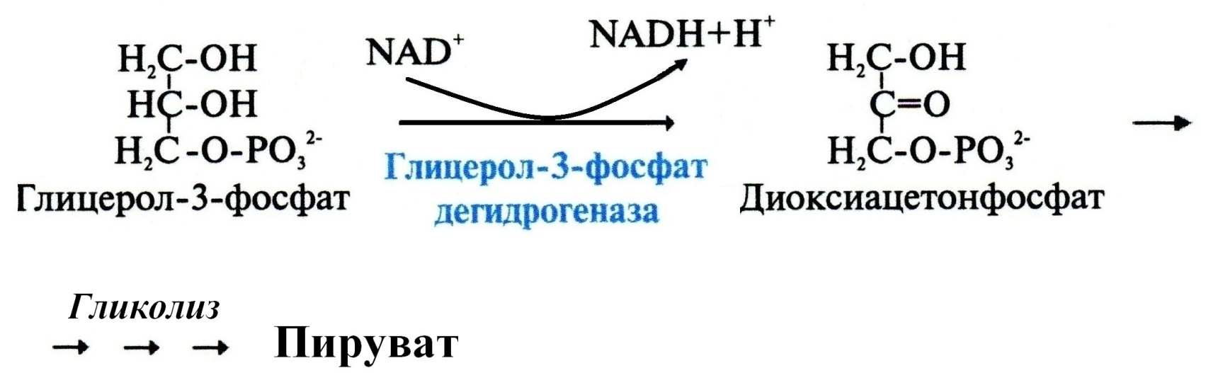 Образование комплекса Ацильного остатка с карнитином катализирует фермент: Карнитинацилтрансфераза I - student2.ru