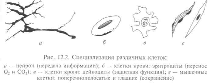 Основные положения клеточной теории, методы изучения состава клетки - student2.ru