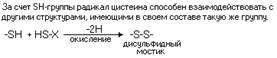 Основные различия в строении белковых молекул - student2.ru
