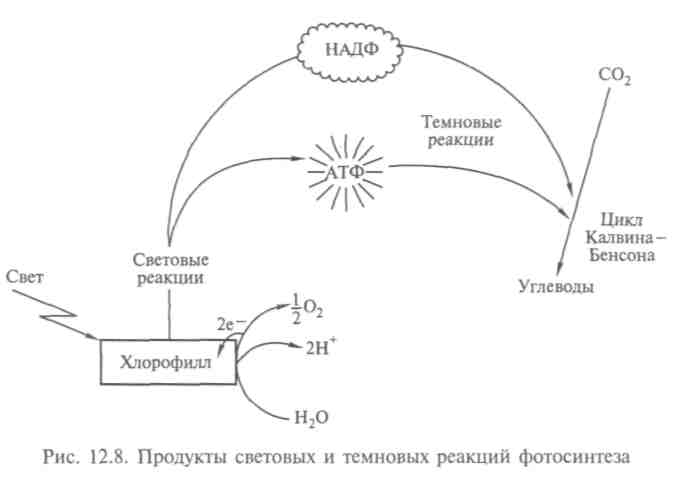 Процессы фотосинтеза и клеточного дыхания - student2.ru