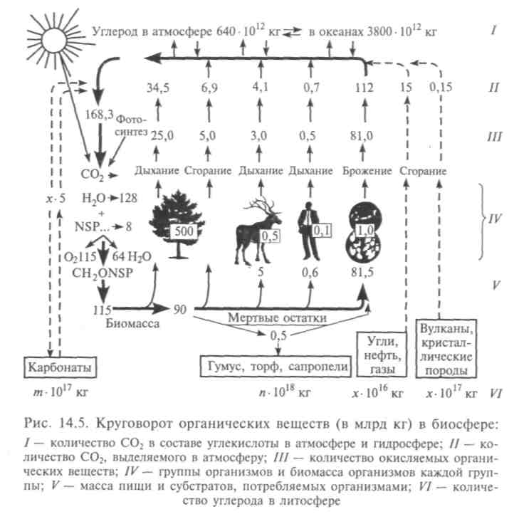 Распределение на Земле солнечной энергии. Биотический круговорот - student2.ru