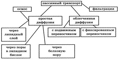 Разновидности пассивного транспорта через мембрану. - student2.ru