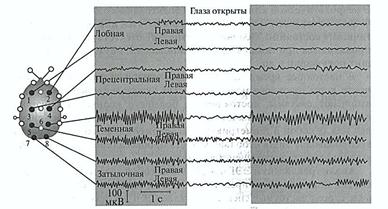 Электрическая активность тканей и органов - student2.ru