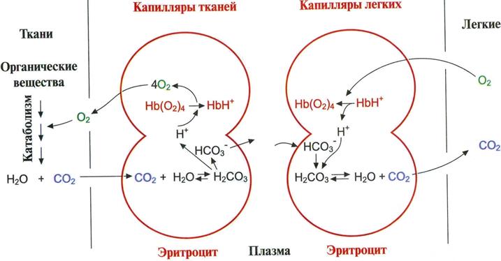 Это проявляется в том, что изменение конформации одной из субъединиц олигомерного белка приводит к изменению конформации всех субъединиц, т.е. конформации всего белка - student2.ru
