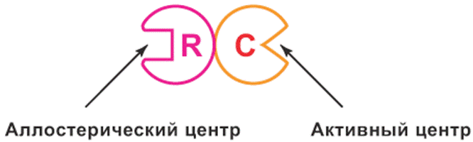 Это проявляется в том, что изменение конформации одной из субъединиц олигомерного белка приводит к изменению конформации всех субъединиц, т.е. конформации всего белка - student2.ru