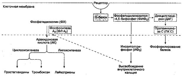 А. Усиление боли (облегчение восприятия) - student2.ru