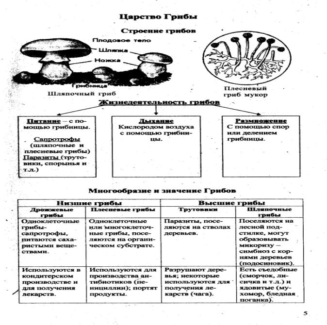 а1 роль биологии в формировании современной естественнонаучной картины мира, в практической деятельности людей. - student2.ru