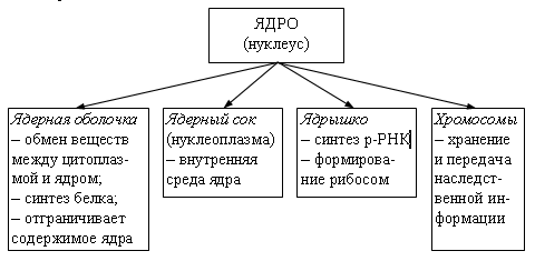 а2 клеточное строение организмов как доказательство их родства, единства живой природы. - student2.ru