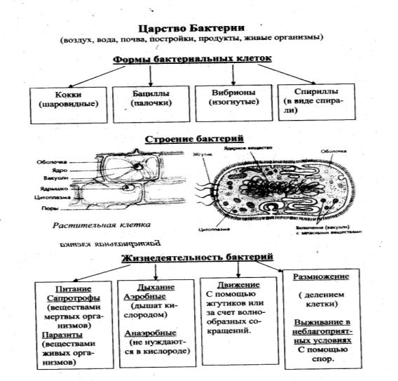 а3 признаки организмов. одноклеточные и многоклеточные организмы. царство бактерии. царство грибы. - student2.ru