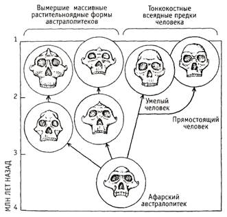 Афарский австралопитек по прозвищу «Люси» - student2.ru