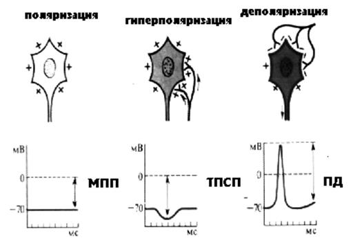 Агонисты и антагонисты медиаторов - student2.ru