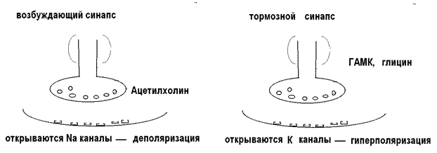 Агонисты и антагонисты медиаторов - student2.ru