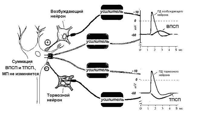 Агонисты и антагонисты медиаторов - student2.ru