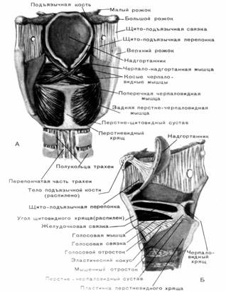 Анатомия дыхательного аппарата. - student2.ru