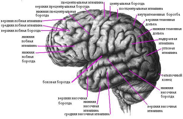 Анатомия конечного мозга - student2.ru