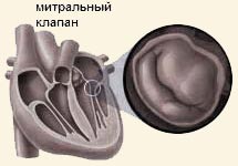 Анатомия проводящей системы сердца. - student2.ru