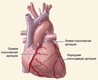 Анатомия проводящей системы сердца. - student2.ru