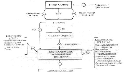 Андрогены и половое поведение - student2.ru