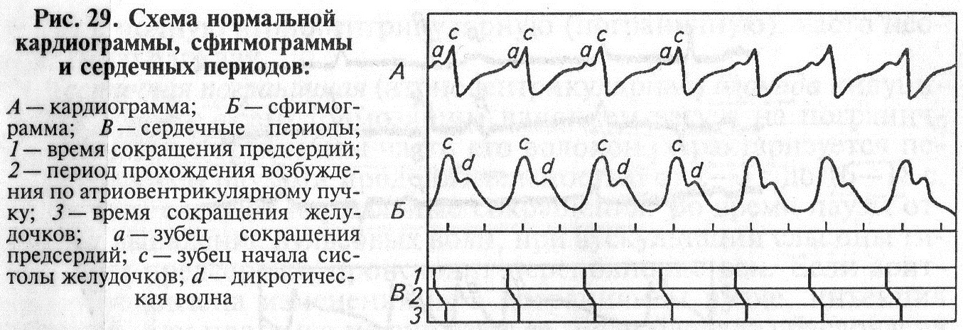 Артериальное (АКД) и венозное (ВКД) кровяное давление у некоторых видов - student2.ru