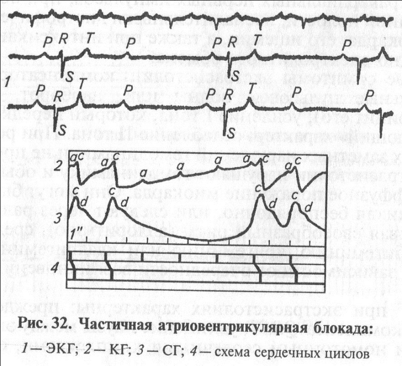 Артериальное (АКД) и венозное (ВКД) кровяное давление у некоторых видов - student2.ru