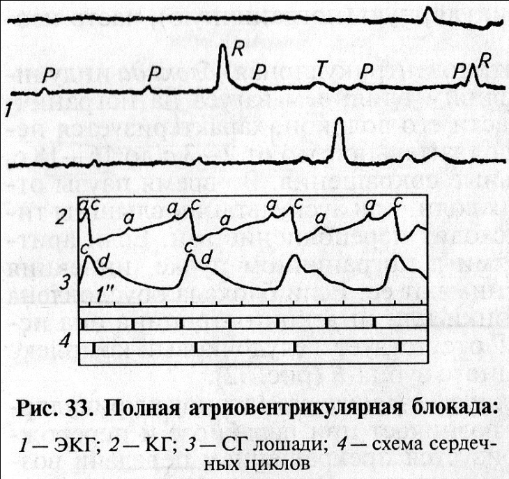 Артериальное (АКД) и венозное (ВКД) кровяное давление у некоторых видов - student2.ru