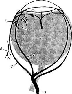 Артерии и вены глазного яблока - student2.ru