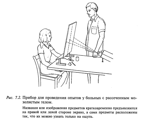 асимметрия полушарий головного мозга человека - student2.ru