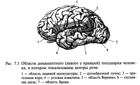 асимметрия полушарий головного мозга человека - student2.ru