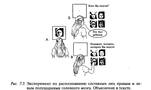 асимметрия полушарий головного мозга человека - student2.ru