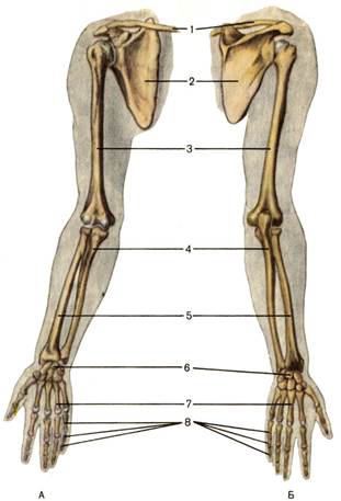 Билет 6. Скелет верхней конечности. Кости, суставы верхней конечности - student2.ru