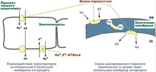 Биогенные амины образуются из аминокислот - student2.ru