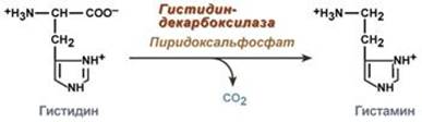Биогенные амины образуются из аминокислот - student2.ru