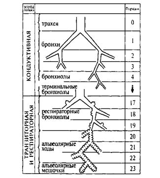 Биомеханика внешнего дыхания - student2.ru