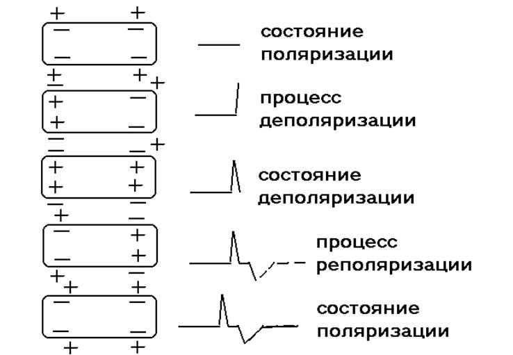 Биоэнергетические основы ЭКГ - student2.ru