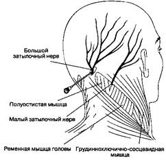 Блокада лицевого нерва - student2.ru