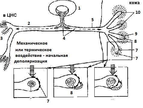 болевая сенсорная система - student2.ru