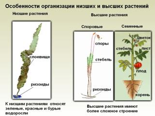 Царство Растения. Особенности строения тканей и органов. Жизнедеятельность и размножение растительного организма, его целостность - student2.ru