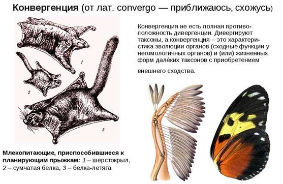 Что является результатом эволюции растительного мира? Повышение уровня организации растений - student2.ru