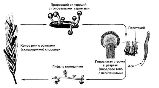 Цикл развития базидиомицетов - student2.ru