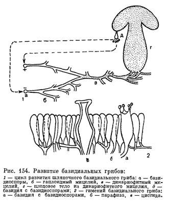 Цикл развития базидиомицетов - student2.ru