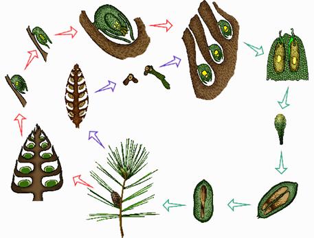 Цикл развития сосны обыкновенной - student2.ru